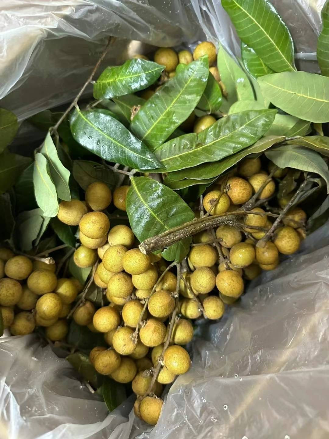 Fresh Longan / Dragon Eye Fruit 20LB