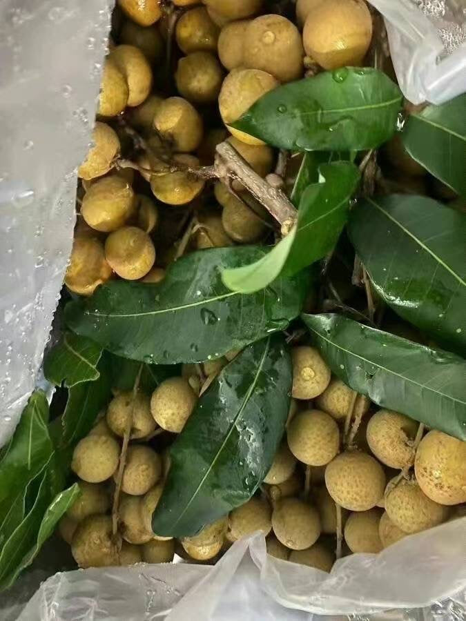 Fresh Longan / Dragon Eye Fruit 20LB