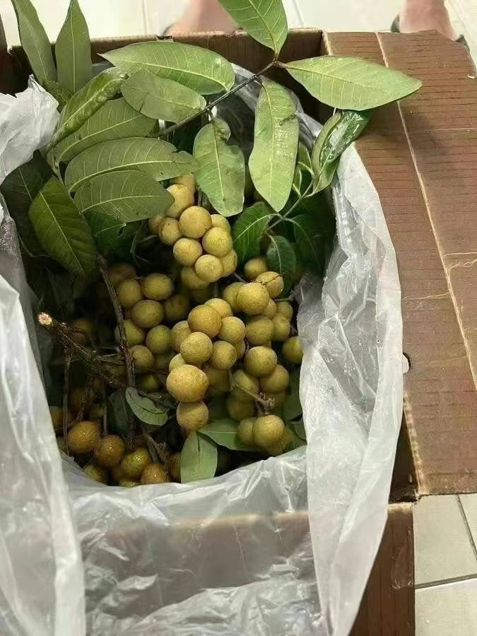 Fresh Longan / Dragon Eye Fruit 20LB