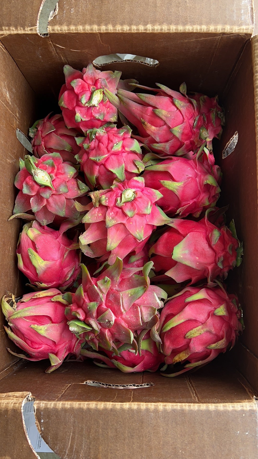 Fresh Dragon Fruit from Florida Farm,20LB