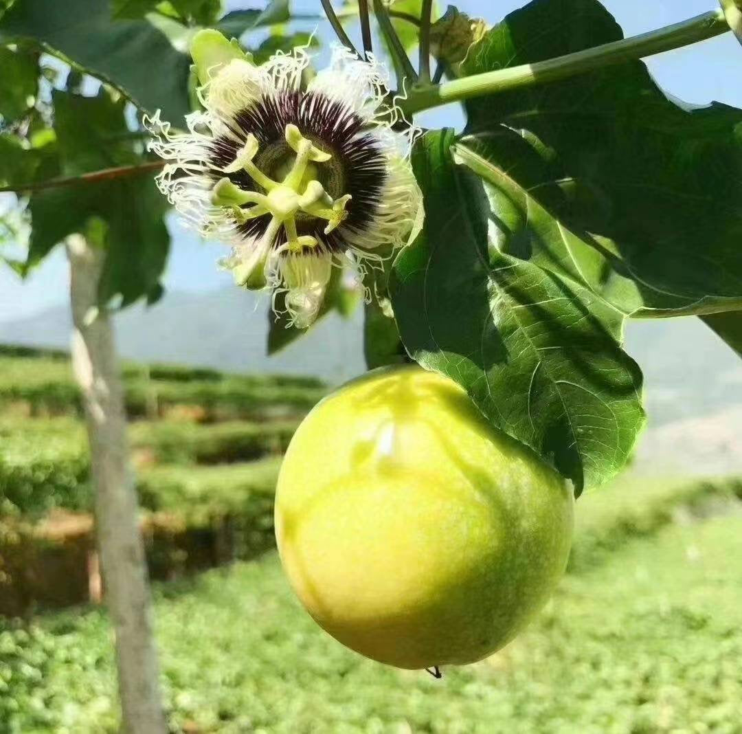 Yellow Passion Fruit 20lb