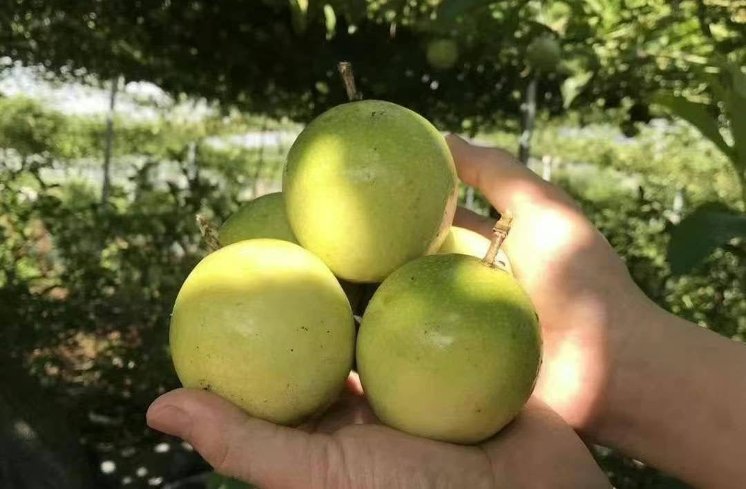 Yellow Passion Fruit 20lb