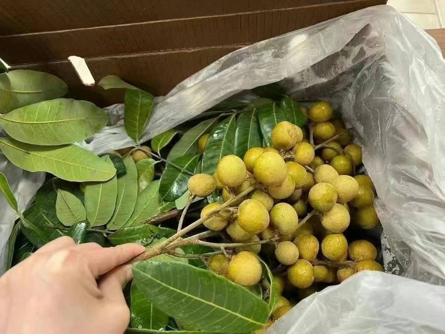 Fresh Longan / Dragon Eye Fruit 20LB