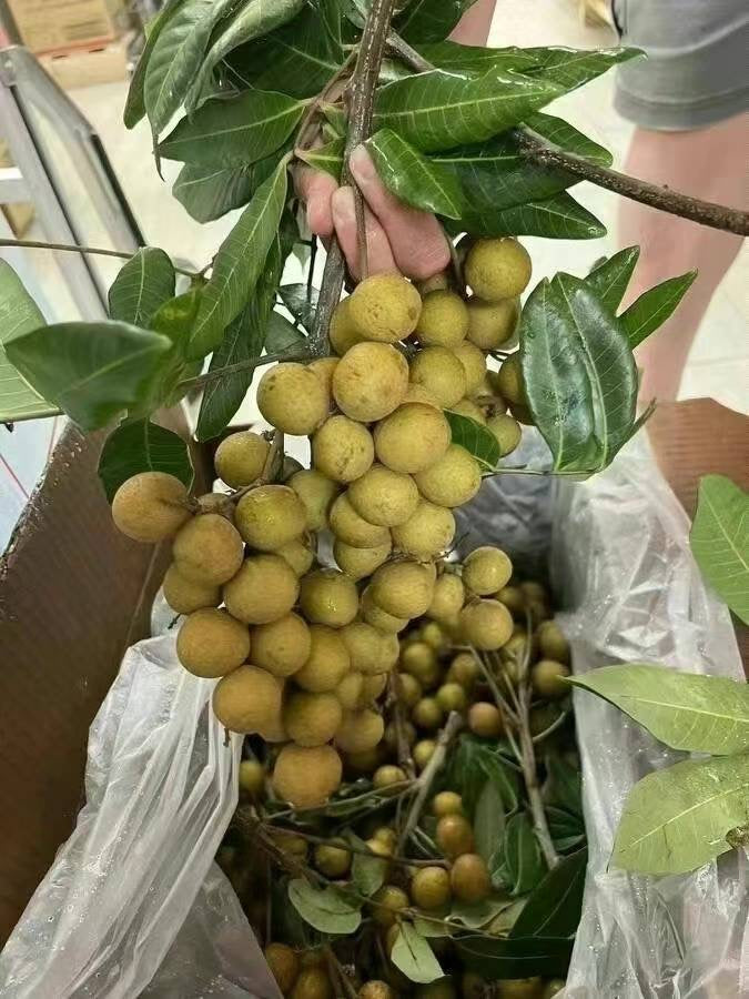 Fresh Longan / Dragon Eye Fruit 20LB