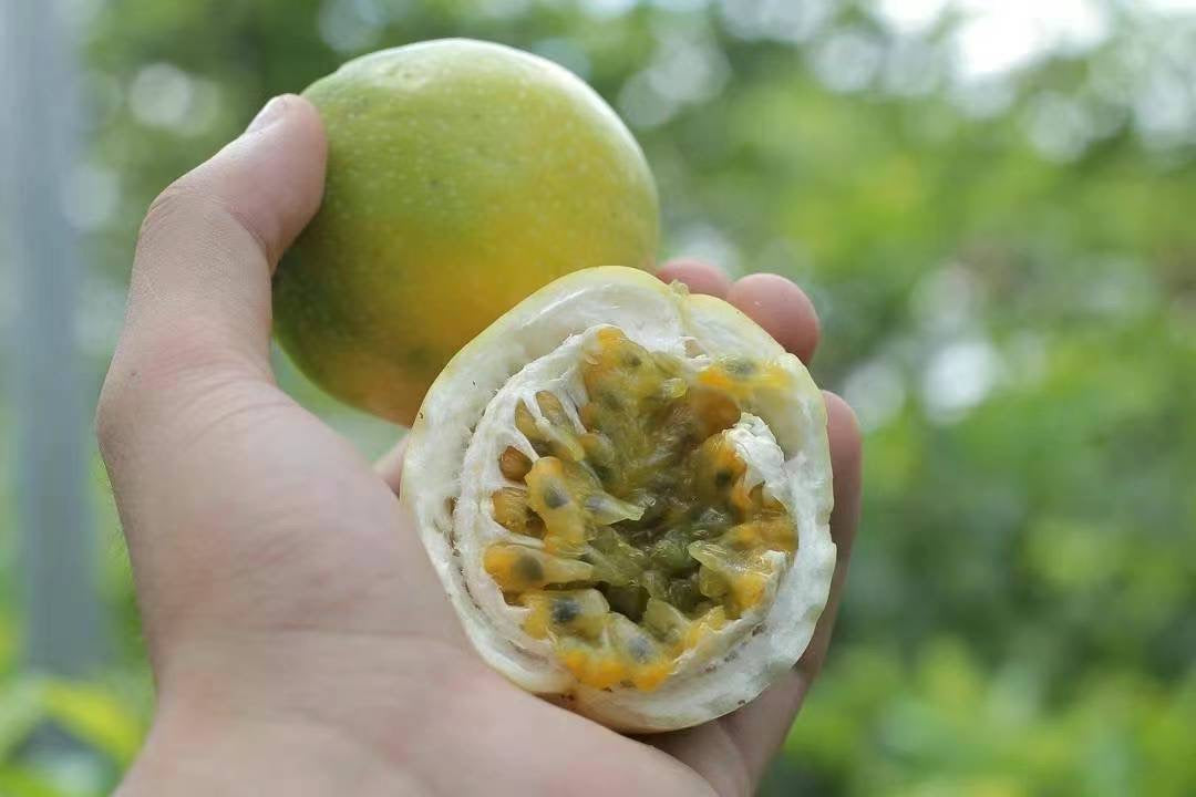 Yellow Passion Fruit 20lb