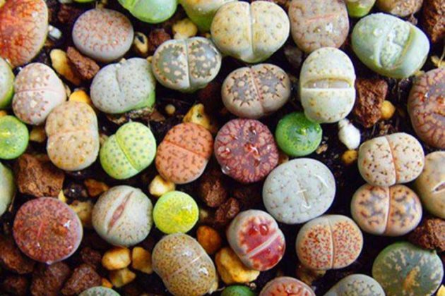 FREE AND FAST SHIPPING 10 PCS Mixed lithops Rare Succulent Imported from Korea