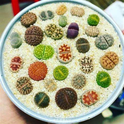 FREE AND FAST SHIPPING 10 PCS Mixed lithops Rare Succulent Imported from Korea