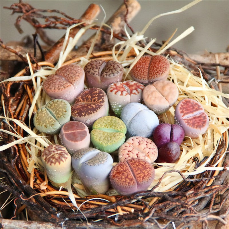 FREE AND FAST SHIPPING 10 PCS Mixed lithops Rare Succulent Imported from Korea