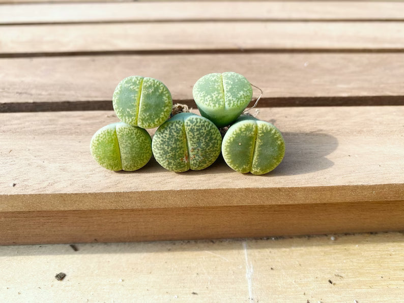 5 PCS Mixed lithops Rare Succulent Imported from Korea