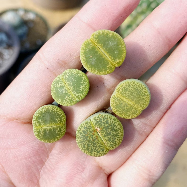 5 PCS Mixed lithops Rare Succulent Imported from Korea