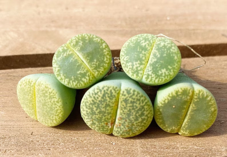 5 PCS Mixed lithops Rare Succulent Imported from Korea