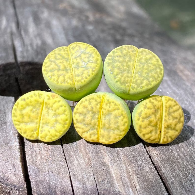 5 PCS Mixed lithops Rare Succulent Imported from Korea