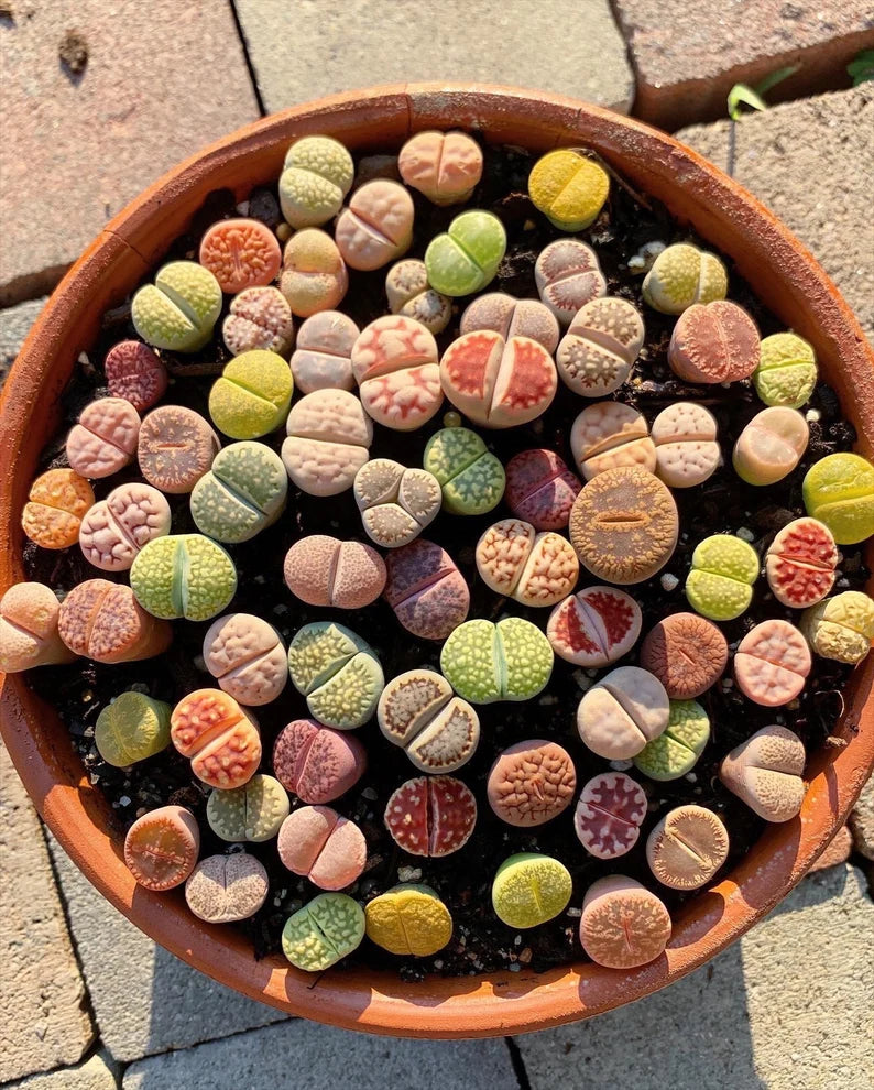 FREE AND FAST SHIPPING 10 PCS Mixed lithops Rare Succulent Imported from Korea