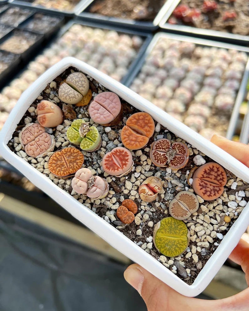 FREE AND FAST SHIPPING 10 PCS Mixed lithops Rare Succulent Imported from Korea