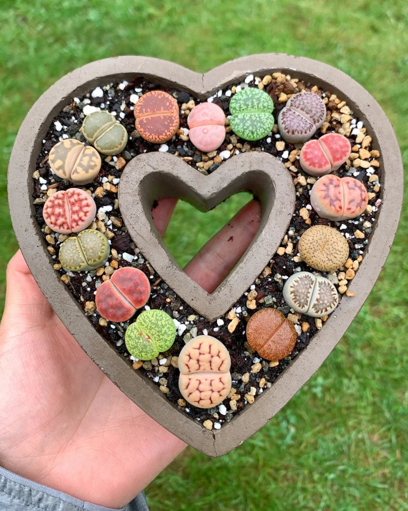 FREE AND FAST SHIPPING 10 PCS Mixed lithops Rare Succulent Imported from Korea