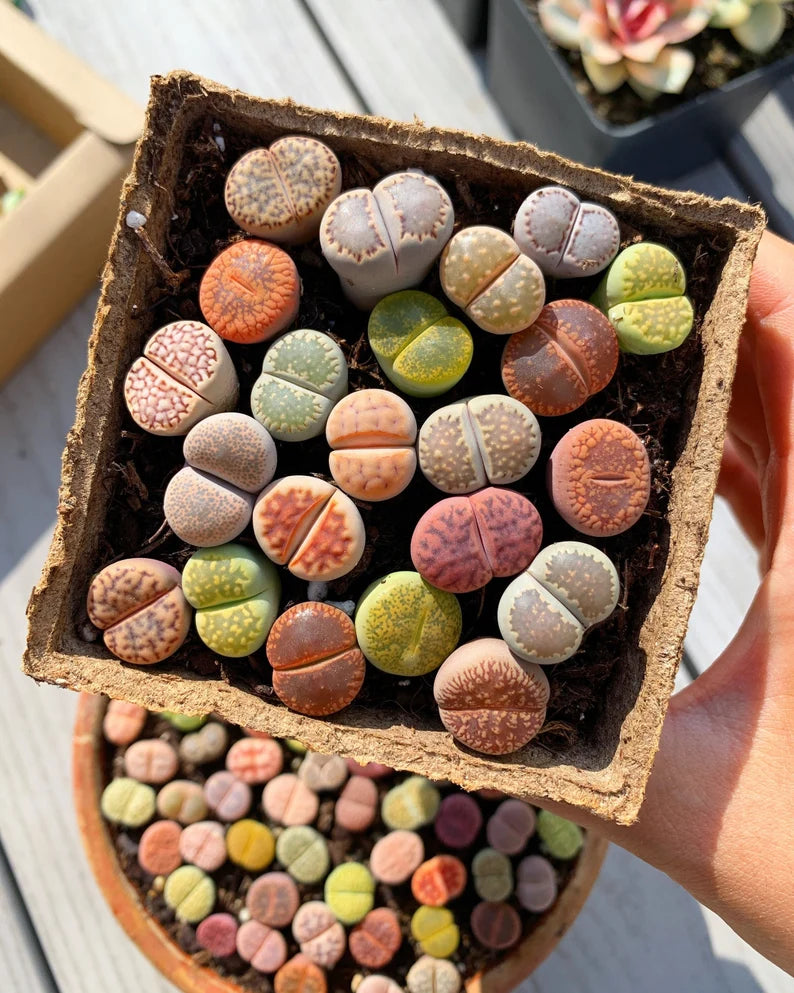 FREE AND FAST SHIPPING 10 PCS Mixed lithops Rare Succulent Imported from Korea