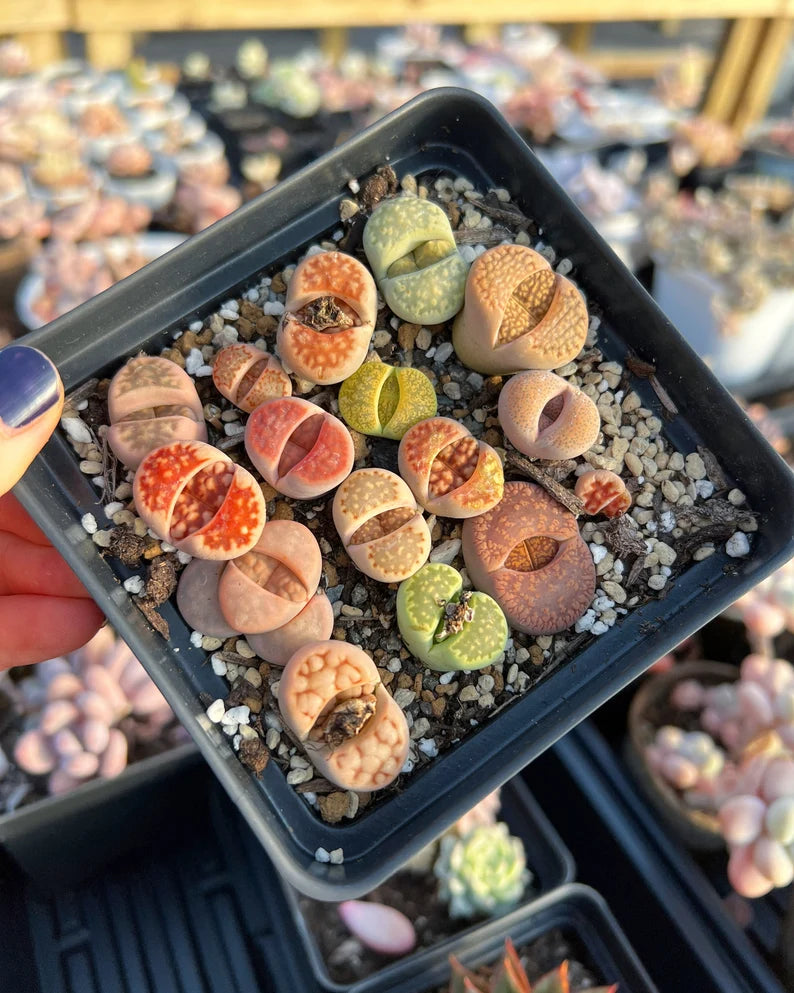 FREE AND FAST SHIPPING 10 PCS Mixed lithops Rare Succulent Imported from Korea