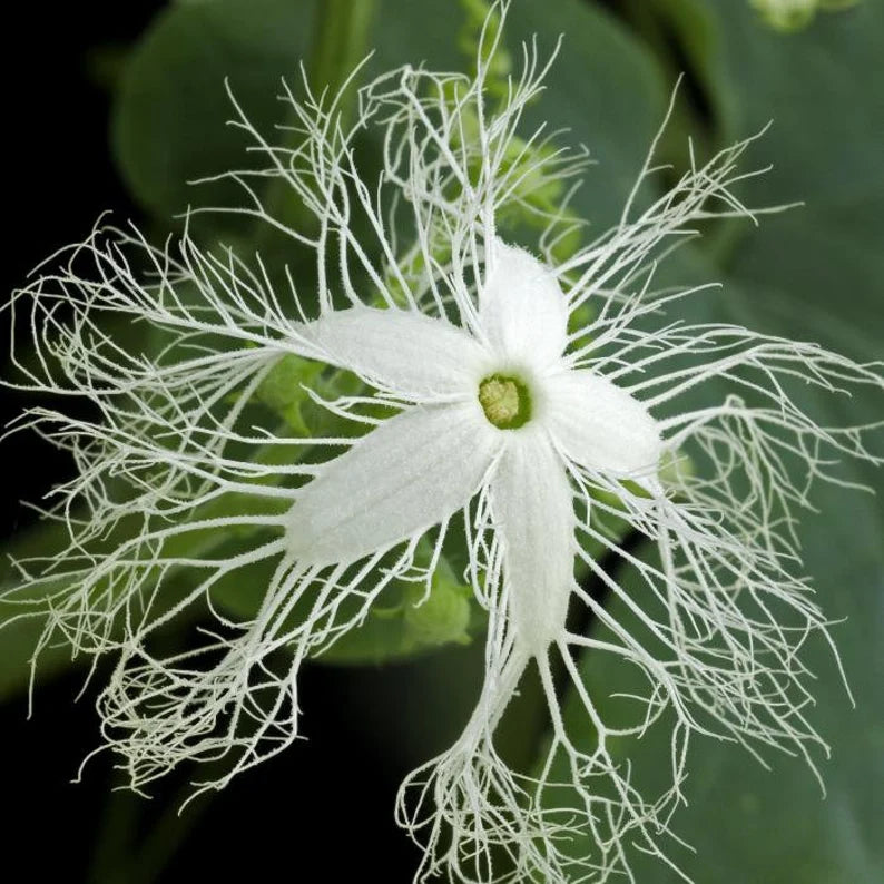 Buag Ngu Snake Gourd Seeds | White Striped Green Serpent Chichinda Padwal Chinese Luffa Squash Bitter Melon Asian Seed 2022 Fast Shipping