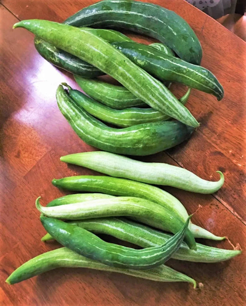 Buag Ngu Snake Gourd Seeds | White Striped Green Serpent Chichinda Padwal Chinese Luffa Squash Bitter Melon Asian Seed 2022 Fast Shipping
