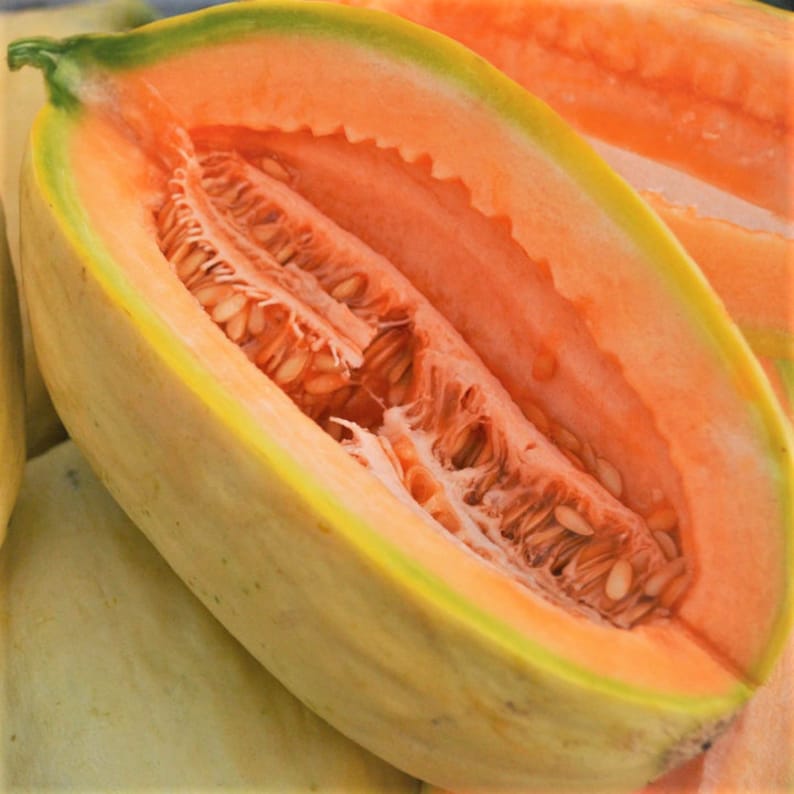 羊角瓜Banana Cantaloupe Seeds | Heirloom Oblong Orange Flesh Yellow Skinned Casaba Sweet Tropical Exotic Fruit Seed For 2022 Season Fast Shipping
