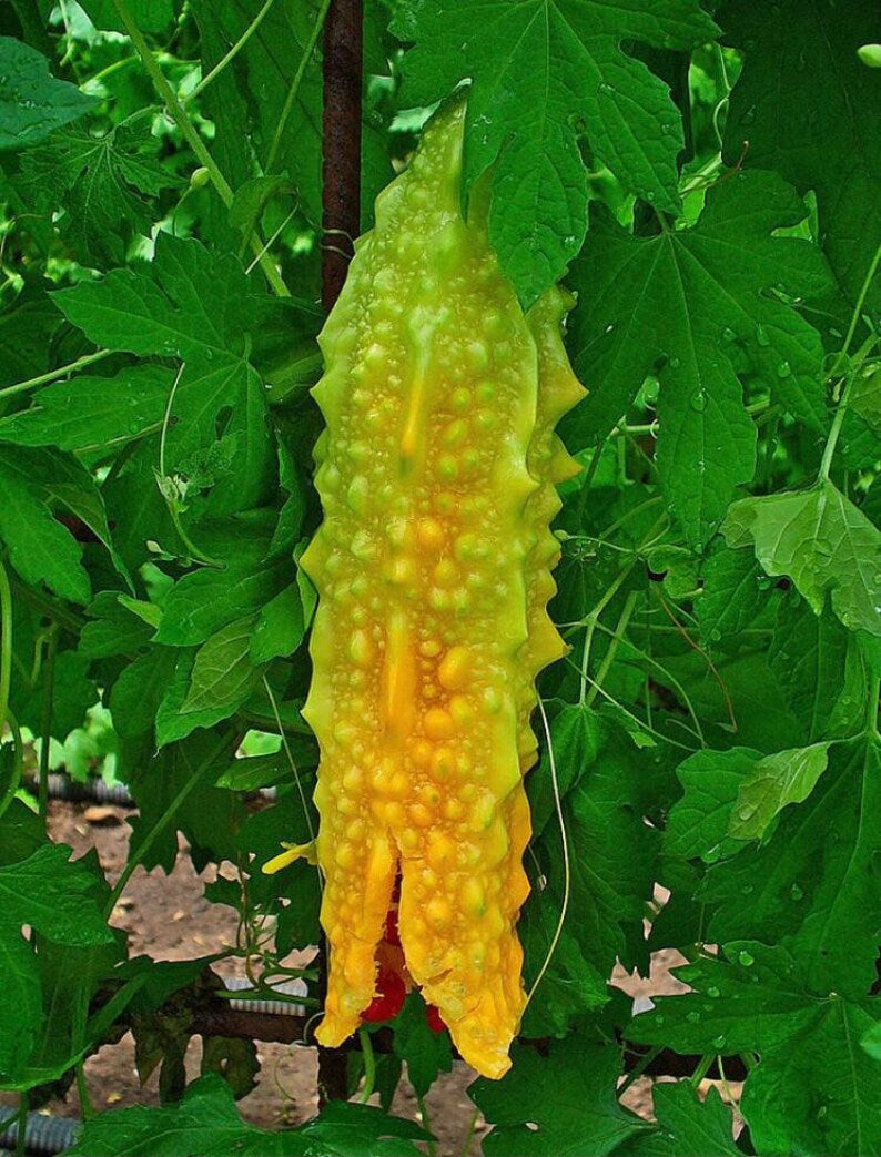 Bitter Melon Gourd ampalaya Seeds - Bitter Gourd Seeds Fresh for Home Garden sri lanka