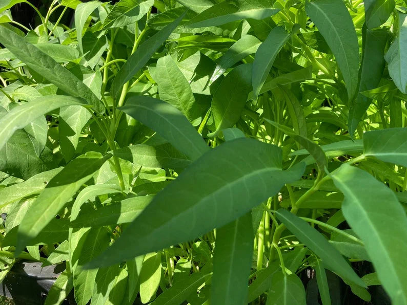 250 WATER SPINACWater Convolvulus, Kangkong ,ongchoy, Vietnamese Rau Muong Seeds