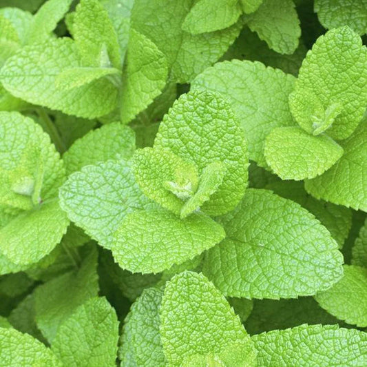 Applemint Seeds ~Mentha suaveolens~ Apple Mint ~ Woolly Mint ~ Pineapple Mint ~ Round-leafed Mint