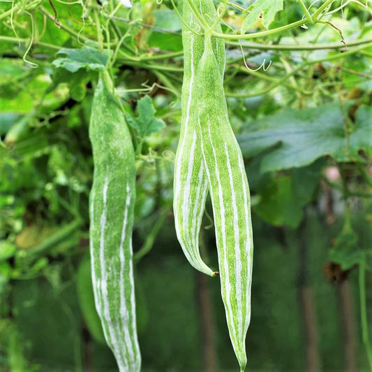 Buag Ngu Snake Gourd Seeds | White Striped Green Serpent Chichinda Padwal Chinese Luffa Squash Bitter Melon Asian Seed 2022 Fast Shipping