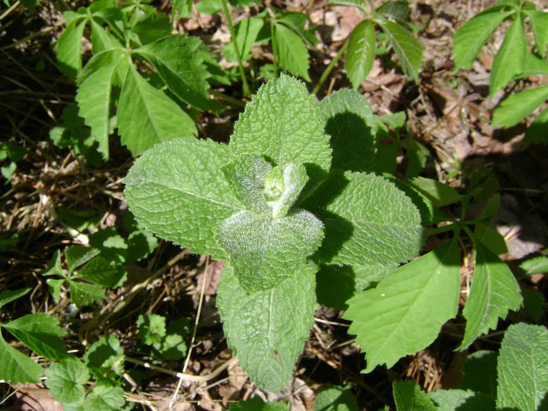 Applemint Seeds ~Mentha suaveolens~ Apple Mint ~ Woolly Mint ~ Pineapple Mint ~ Round-leafed Mint