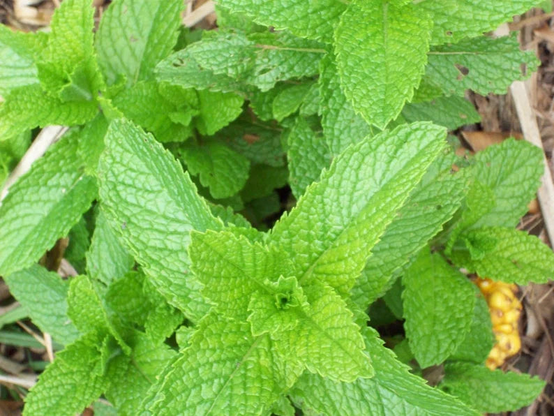 Applemint Seeds ~Mentha suaveolens~ Apple Mint ~ Woolly Mint ~ Pineapple Mint ~ Round-leafed Mint