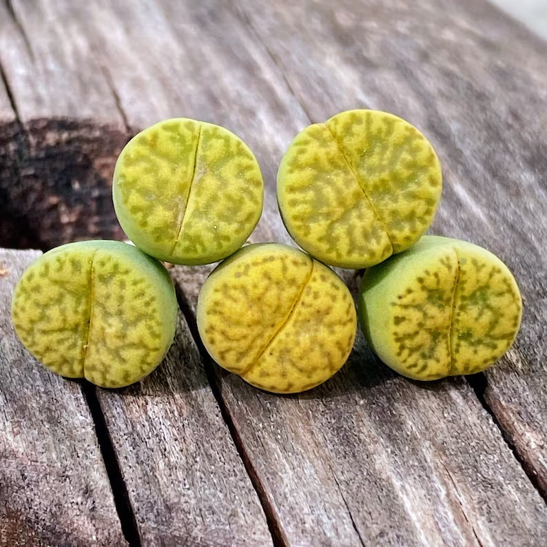 5 PCS Mixed lithops Rare Succulent Imported from Korea
