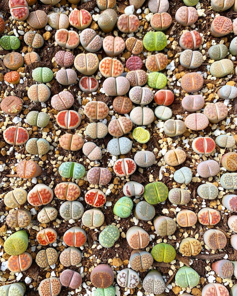 FREE AND FAST SHIPPING 10 PCS Mixed lithops Rare Succulent Imported from Korea