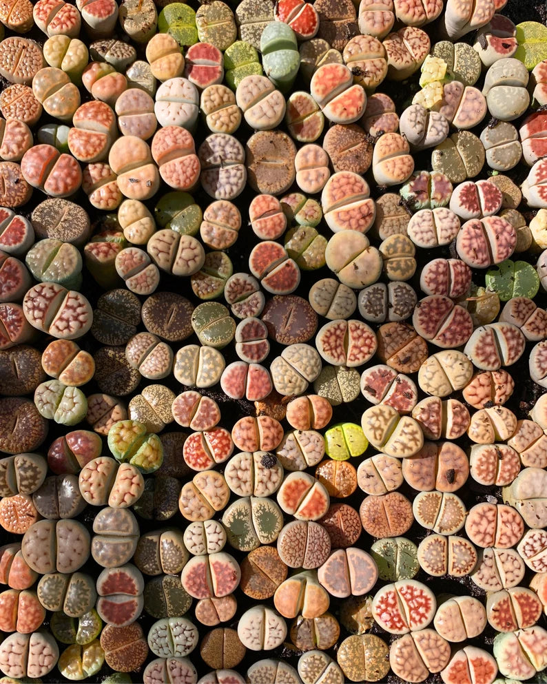 FREE AND FAST SHIPPING 10 PCS Mixed lithops Rare Succulent Imported from Korea