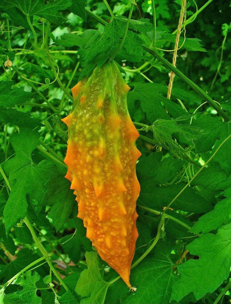 Bitter Melon Gourd ampalaya Seeds - Bitter Gourd Seeds Fresh for Home Garden sri lanka